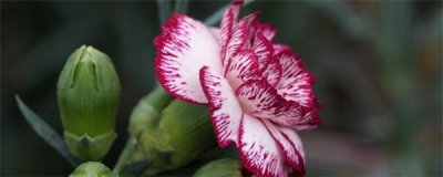 ​康乃馨怎么扦插成活率高？方法在这里！