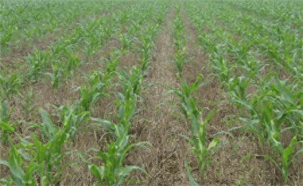 玉米除草剂早上打好还是下午打好(玉米地大草用什么除草剂)