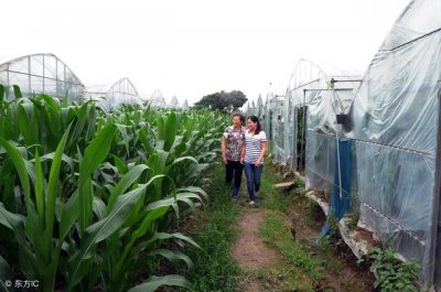 ​农民申请家庭农场需要满足哪些条件？申请流程是什么？