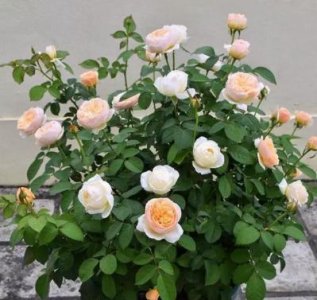 ​扦插月季最简单易活的方法（月季花的扦插懒人方法）