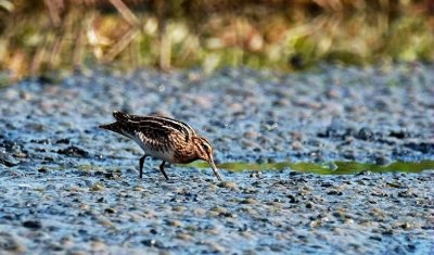 ​每天带你了解一种鸟--大沙锥