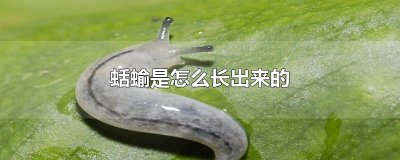 ​蛞蝓是怎么长出来的