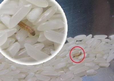 ​米生虫了怎么办---米生虫后简单有效的方法