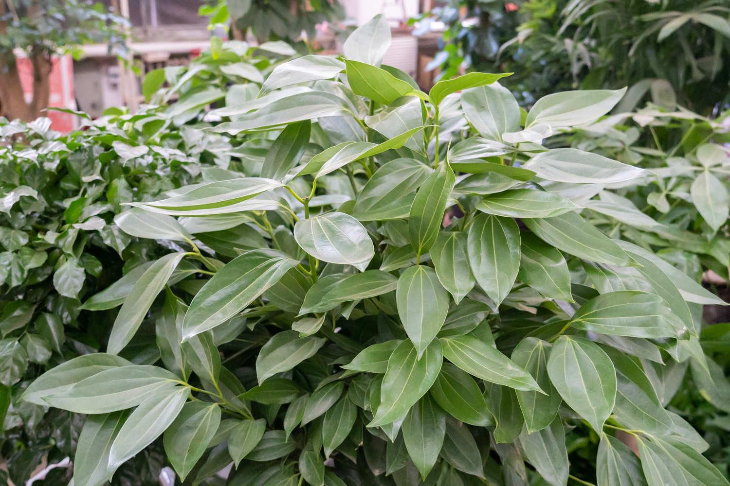 平安树 平安树