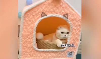 ​让四千万人翘首以盼的“梦中情猫”刘二豆断更，背后有何隐情？