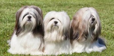 ​西藏狮子犬，谁说守卫犬有实力就没有颜值？