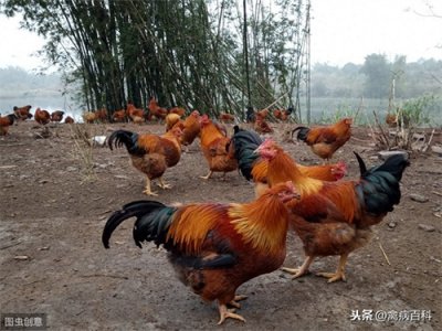 ​养殖技巧：拜师农家散养土鸡老师傅，养殖技术分享！收藏！