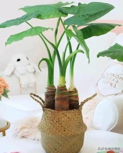 ​10大“毒”花