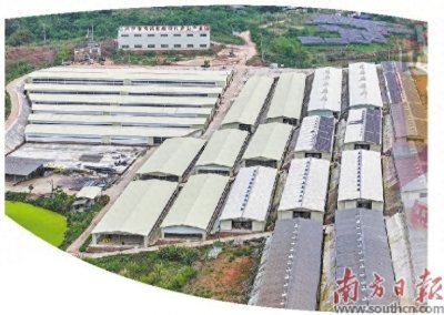 ​兴宁聚力打造“中国鸽业之都”