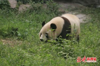 ​汶川出现野生大熊猫 走村串户不害怕