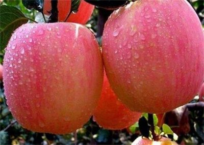 ​苹果什么季节成熟？为何一年四季都能吃到新鲜的苹果？如何存储？