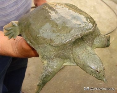 ​神奇物种——中华鳖