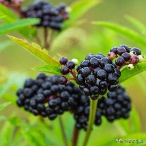 ​巴豆：武侠剧毒草，现实中长啥样？