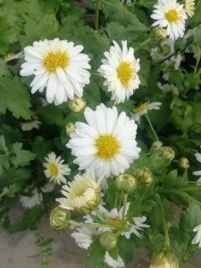 ​朴实无华小白色菊花——杭白菊