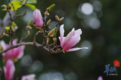 ​秋明拍花｜辛夷花开，送来一份春的“心意”