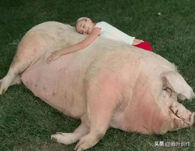 ​浙江猪王重达上千斤！一头猪一辈子不杀，究竟能长到多大？