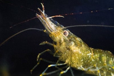 ​虾类百科之黑壳虾