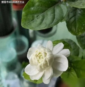 ​茉莉花夏天开花，喷点花多多2号，多晒太阳，有助于开花！