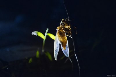 ​关于“蝉”古诗三首