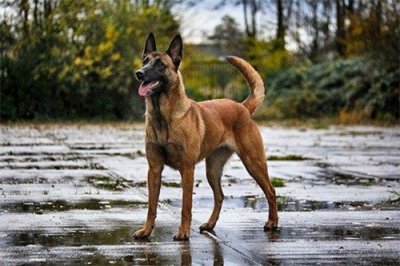 ​为何“马犬”越来越多人养？网友：养了之后就不想再换狗了