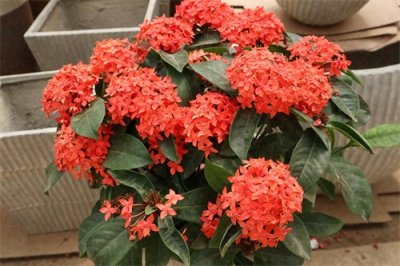 ​2024龙年养龙花，五种“龙族”推荐