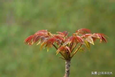 ​香椿木，又称＂辟邪木＂，在民间还称＂百木之王＂，可做成各种文玩