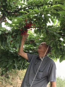 ​樱桃“园丁”徐林森 舞动乡村致富梦