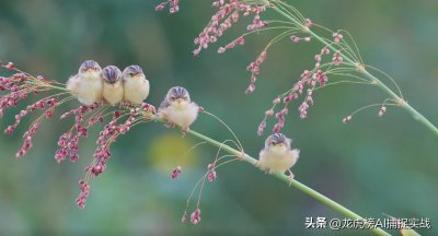 ​牛散夫妻张素芬、夏重阳最新持股
