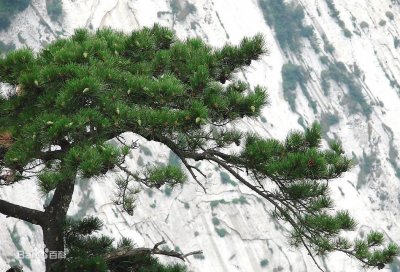 ​您知道松籽的种类有哪些吗？