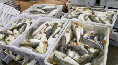 ​中国第一渔村：桐照美食之乌狼鲞