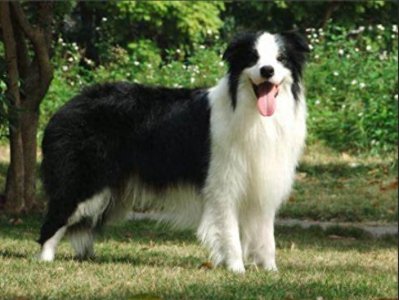 ​狗狗智商排名前6位，都是聪明的犬种!