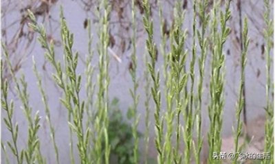 ​田间多花黑麦草，可以增强人的免疫力，防治杂草有方法！