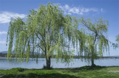 ​农历一月到九月，各有一种花草代言人！桃花几月，杏花几月？