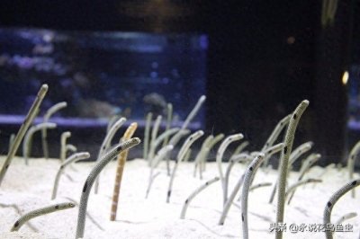 ​海水鱼花园鳗介绍