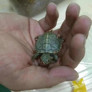 ​龟圈经典永不过时，浅聊“巴西脸”家族扛把子：密西西比红耳龟