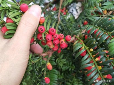 ​藏在深山里的“抗癌树”红豆杉，富含这种物质，人称“植物黄金”