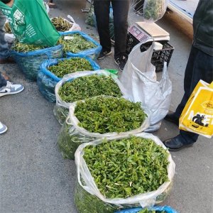 ​野生山菜，“刺老芽”最贵？现在多少钱一斤？为啥没人种呢？