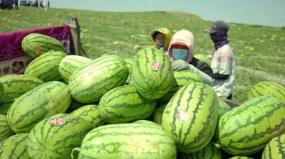 ​宁夏硒砂瓜争议探秘：瓜农的真实心声与契约精神