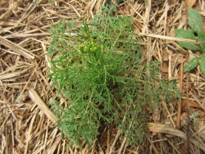 ​农村麦地里最常见的杂草“麦蒿”，其实还是一种独特的野菜