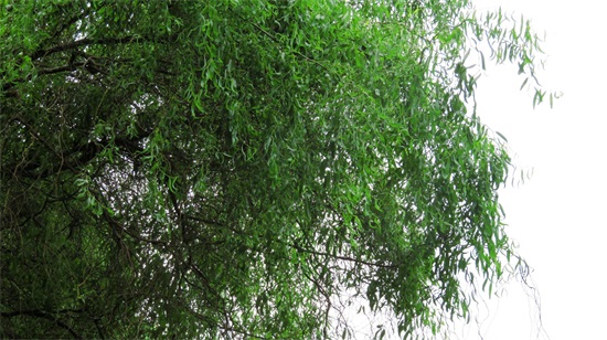 龙爪柳又称龙须柳，枝条卷曲，姿态别致，特别适合冬季园林观景