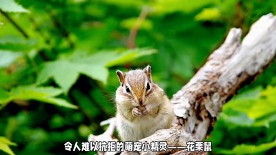 ​花栗鼠：森林中的萌宠小精灵