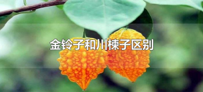 ​金铃子和川楝子区别（金铃子散中的金铃子和川楝子一样吗）