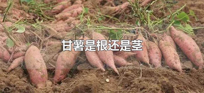 甘薯是根还是茎 甘薯是根还是茎