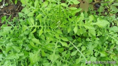 ​泥胡菜又叫苦马菜，你们吃了吗？