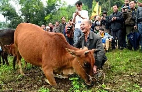 当老牛下跪流泪的那一瞬间,你们会手下留情吗