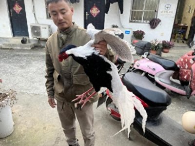 ​广德：林中“白凤凰” 放归自然