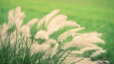 ​大强放弃今冬东三省去云南自驾游为哪般