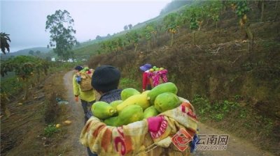 ​马关“村长直播”为当地木瓜带货