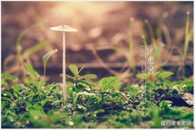 ​处暑能种哪些菜？五句老话指明5种田园菜，处暑种，秋冬吃