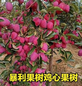​农村少见的暴利果树---鸡心果树